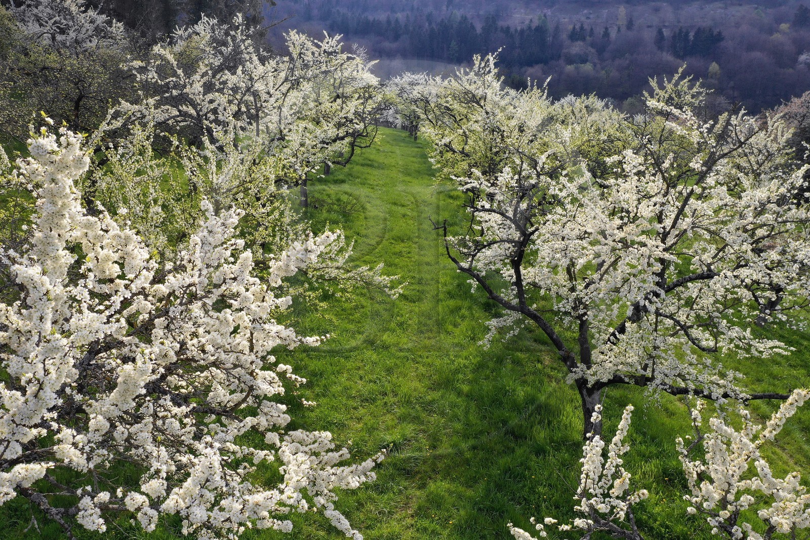 France, Meuse (55), Parc r