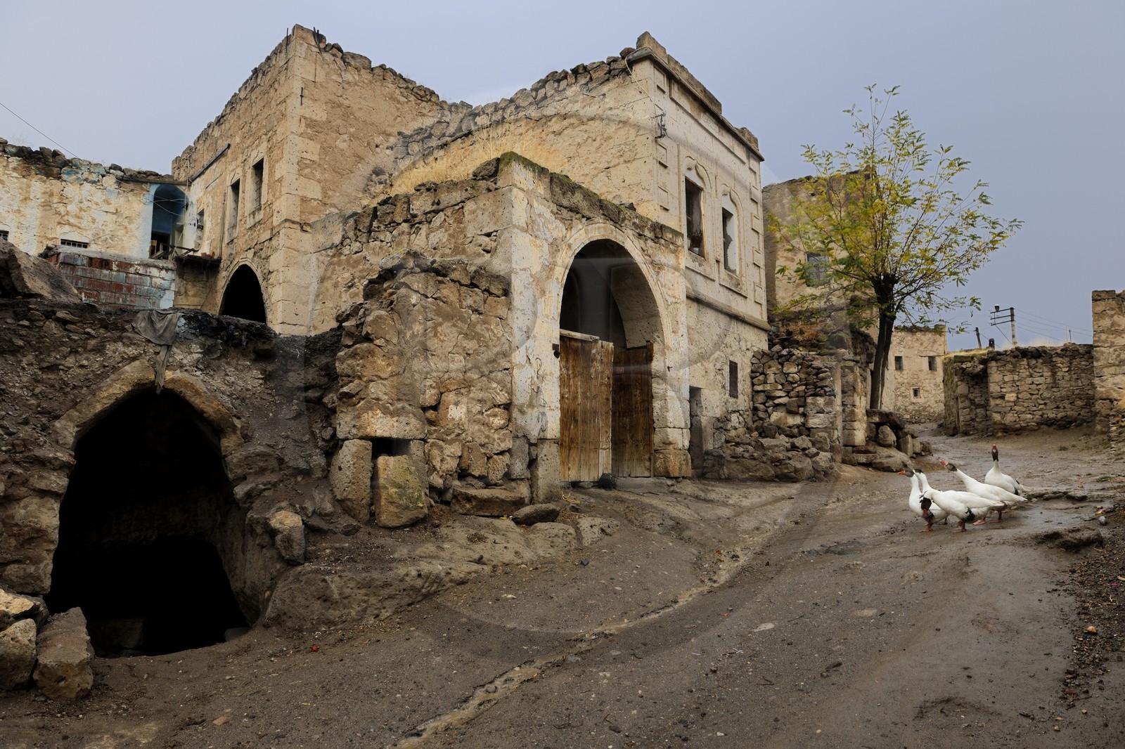 Turquie, Anatolie Centrale, province de Aksaray, Cappadoce, village de Dermici (Un village anatolien : Récit d'un instituteur paysan (Terre humaine) de Mahmut Makal), oies dans une rue en terre