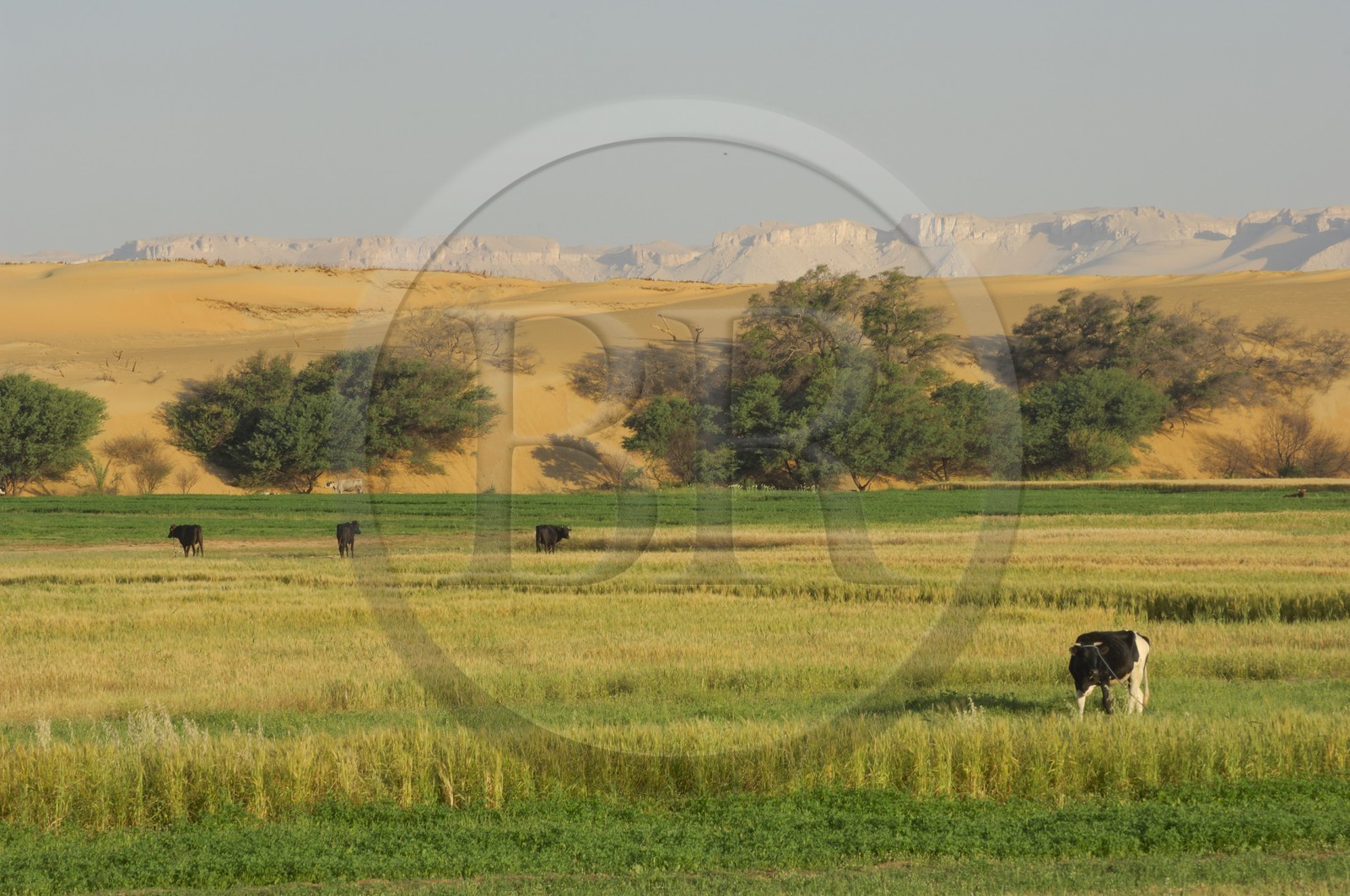 Egypte, désert libyque, oasis de Dakhla, travaux des champs