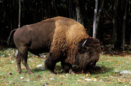 Canada, Quebec Province, Outaouais, Parc Omega near Montebello, a buffalo