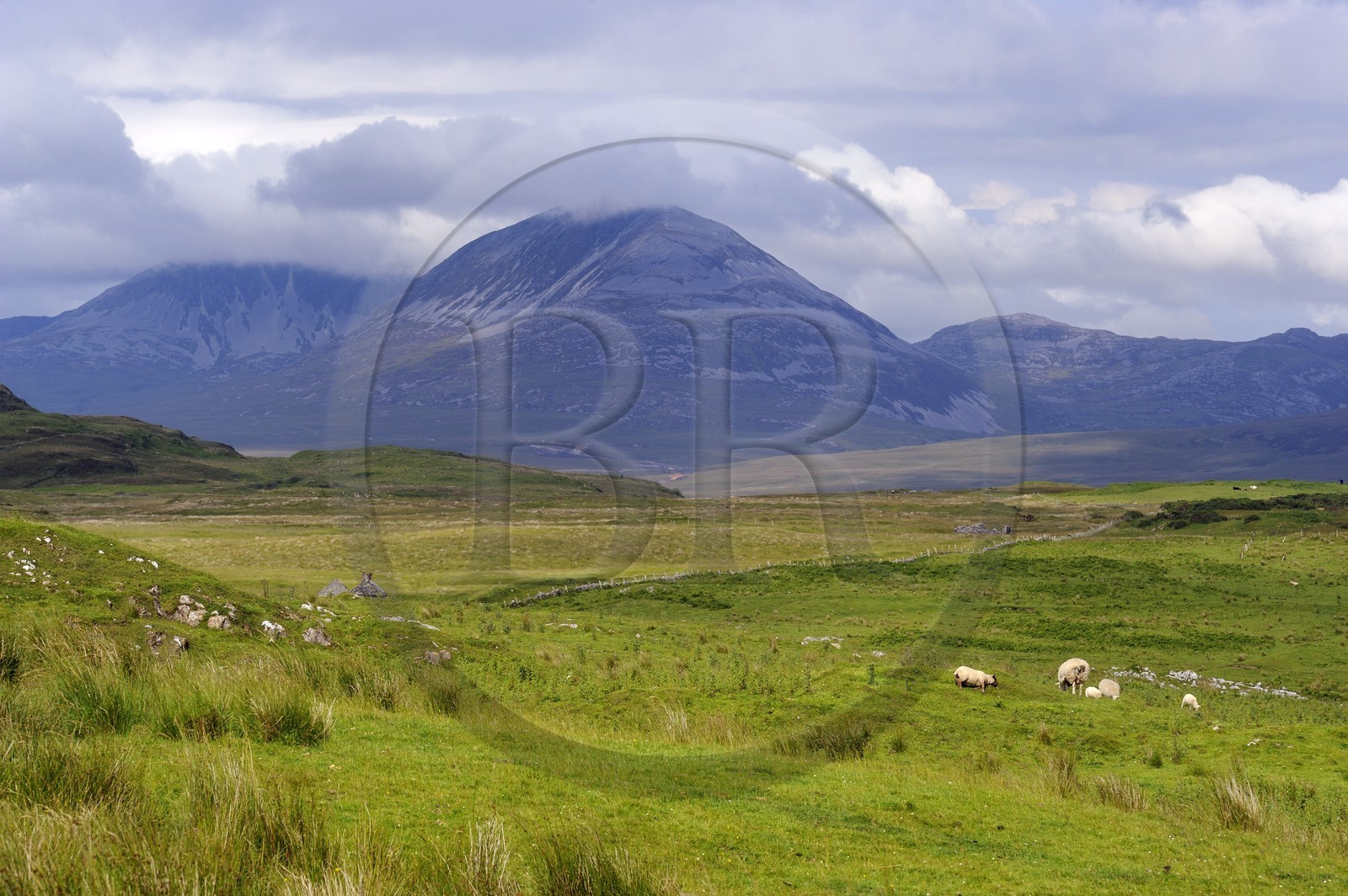 Royaume-Uni, Ecosse, Hébrides intérieures, Ile de Islay, moutons au paturage dans les prairies du Nord-Est de l'île et les montagnes de l'île de Jura en arrière plan