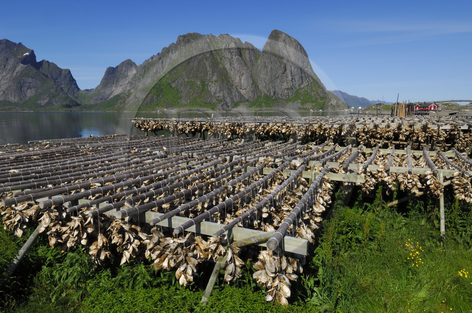 Norway, Nordland County, Lofoten Islands, Moskenes island, codfish drying at Sakrisoya near Reine