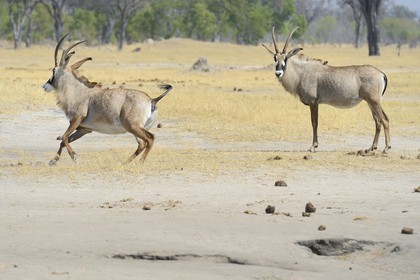 Zimbabwe, Matabeleland North Province, Hwange National Park, roan antelope (Hippotragus equinus)