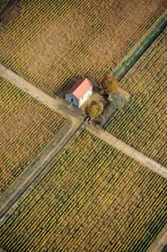 France, Côte-d'Or (21), vigne d'automne vers Beaune (vue aérienne)