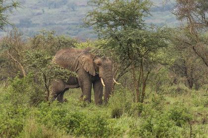 Rwanda, Parc national de l'Akagera, Eléphant de savane (Loxodonta africana)