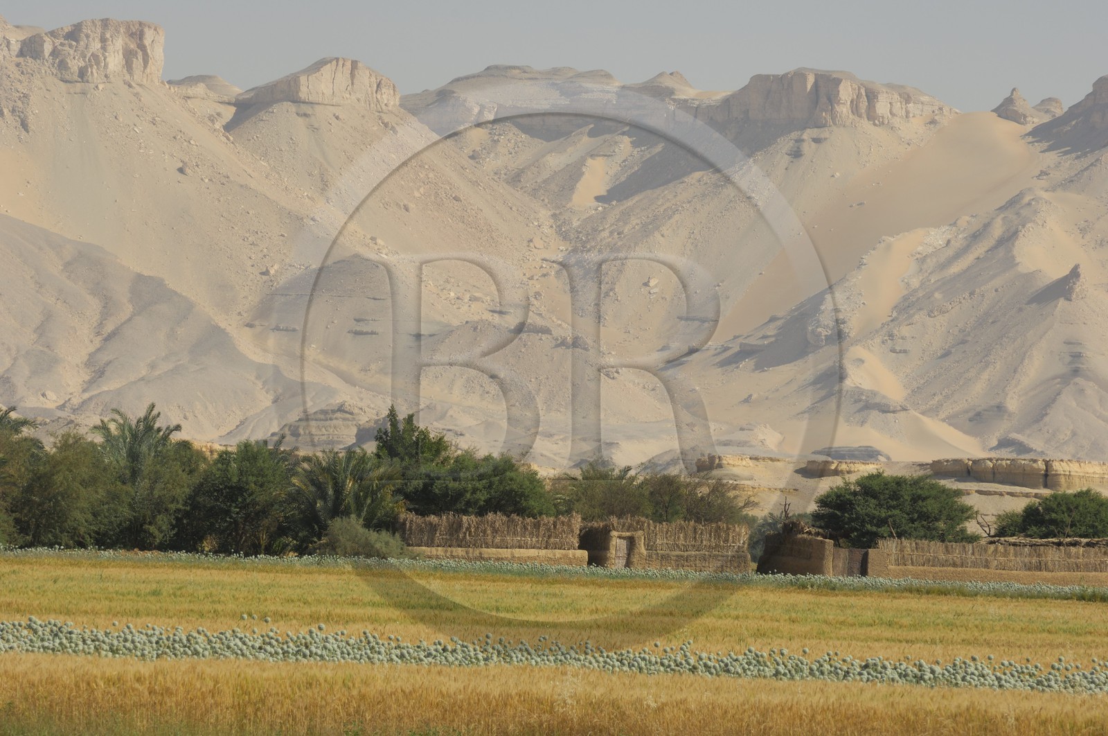 Egypte, désert libyque, oasis de Dakhla, travaux des champs Egypte, désert libyque, oasis de Dakhla, travaux des champs