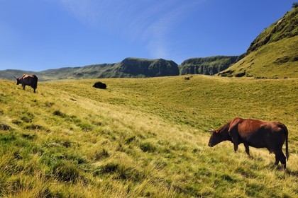 France, Cantal, France, Cantal, monts du Cantal, Parc Naturel Régional des Volcans d'Auvergne (regional nature park of Auvergne volcanoes), Puy-Mary, cow of salers breed and the Fours de Peyre Ass in the background