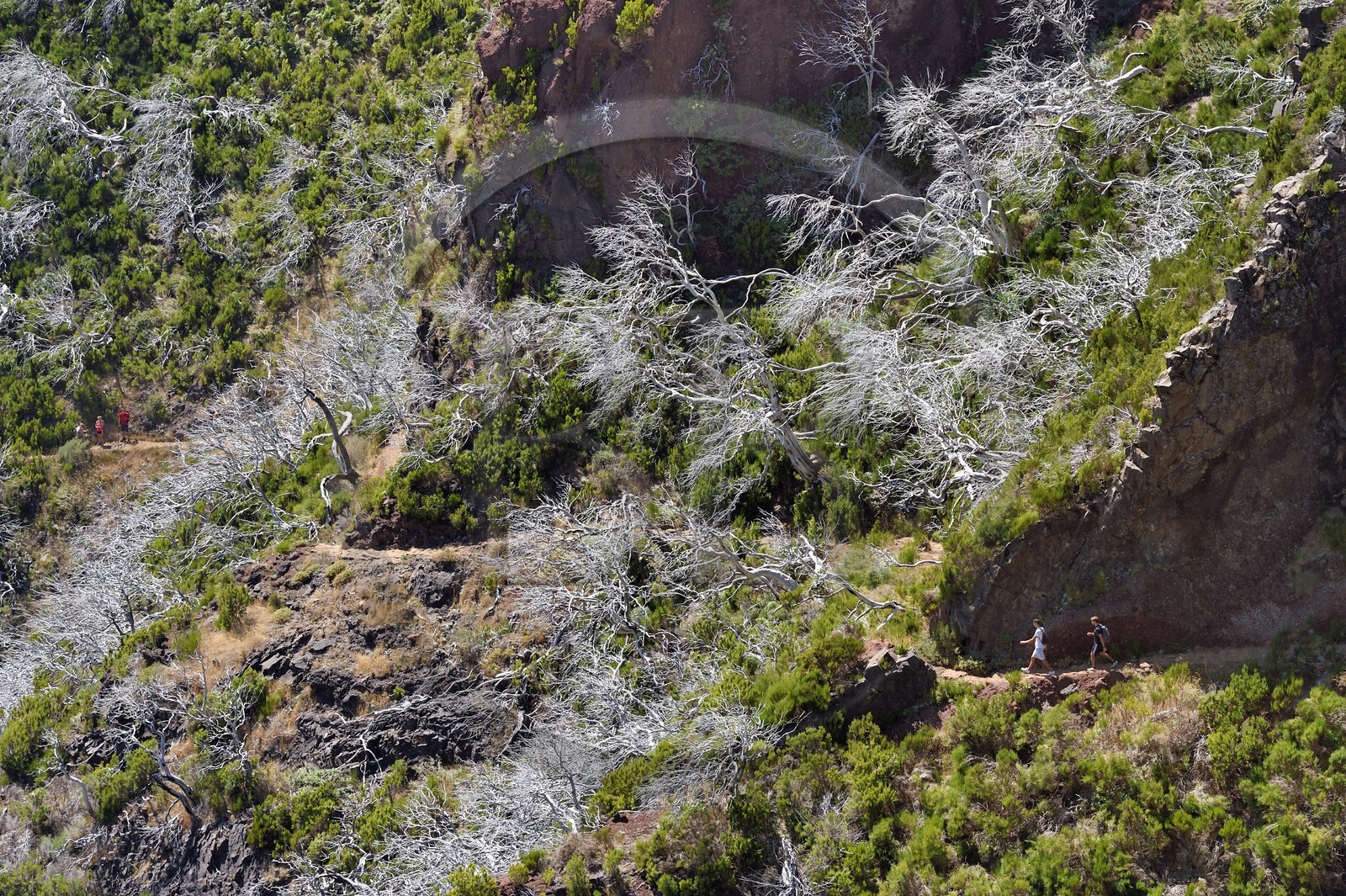 Portugal, Ile de Madère, randonnée sur le Vereda do Areeiro entre les monts Pico Ruivo (1862m) et Pico Arieiro (1817m), foret de bruyères arborescentes brulée en 2010 sur le Pico Das Torres