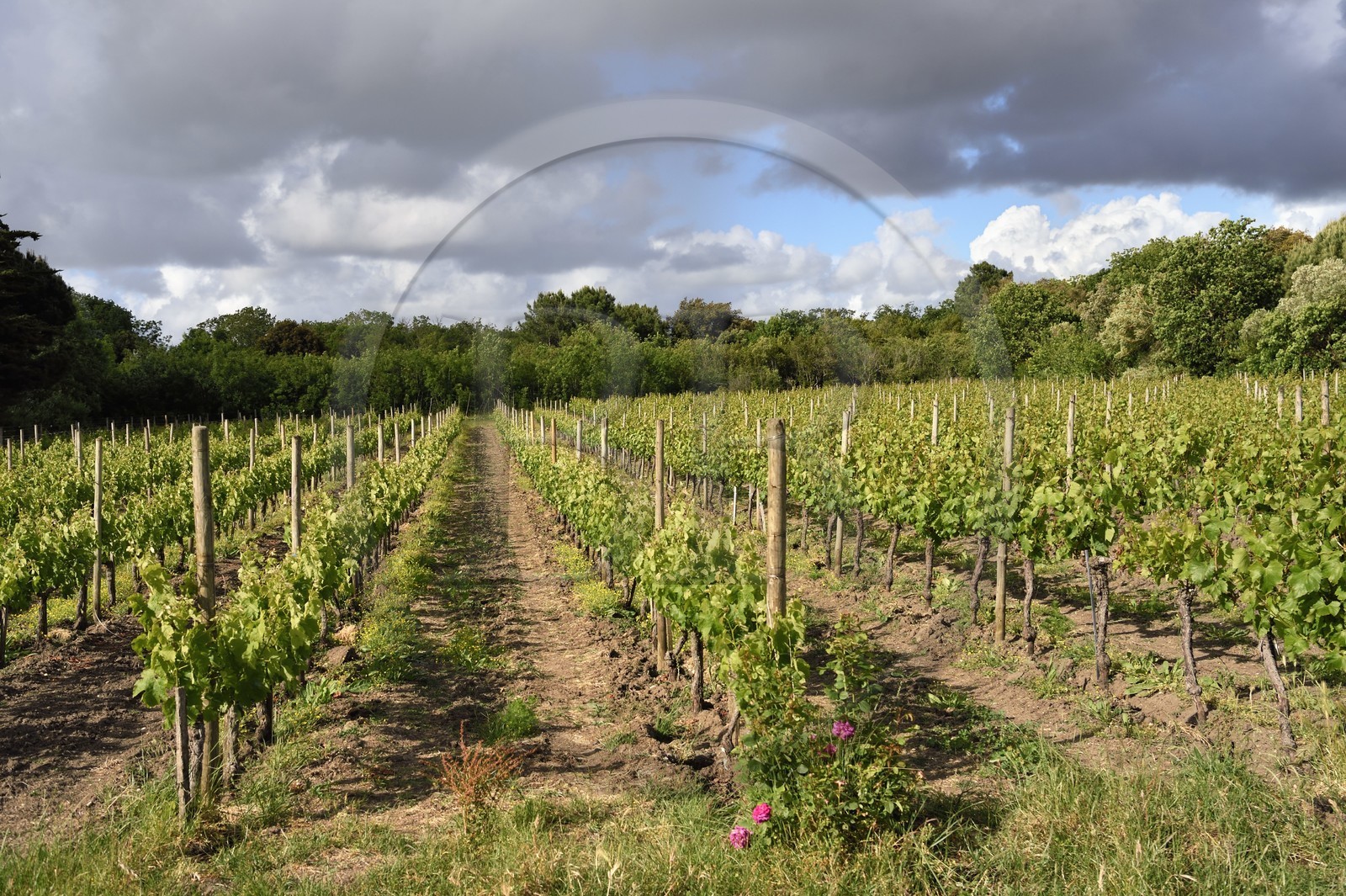 France, Charente-Maritime (17), Ile d'Aix, vignoble au nord de l'ile