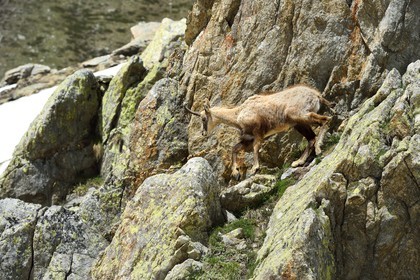 France, Alpes-Maritimes, national park of Mercantour, chamois (Rupicapra rupicapra) in the Madone de Fenestre valley