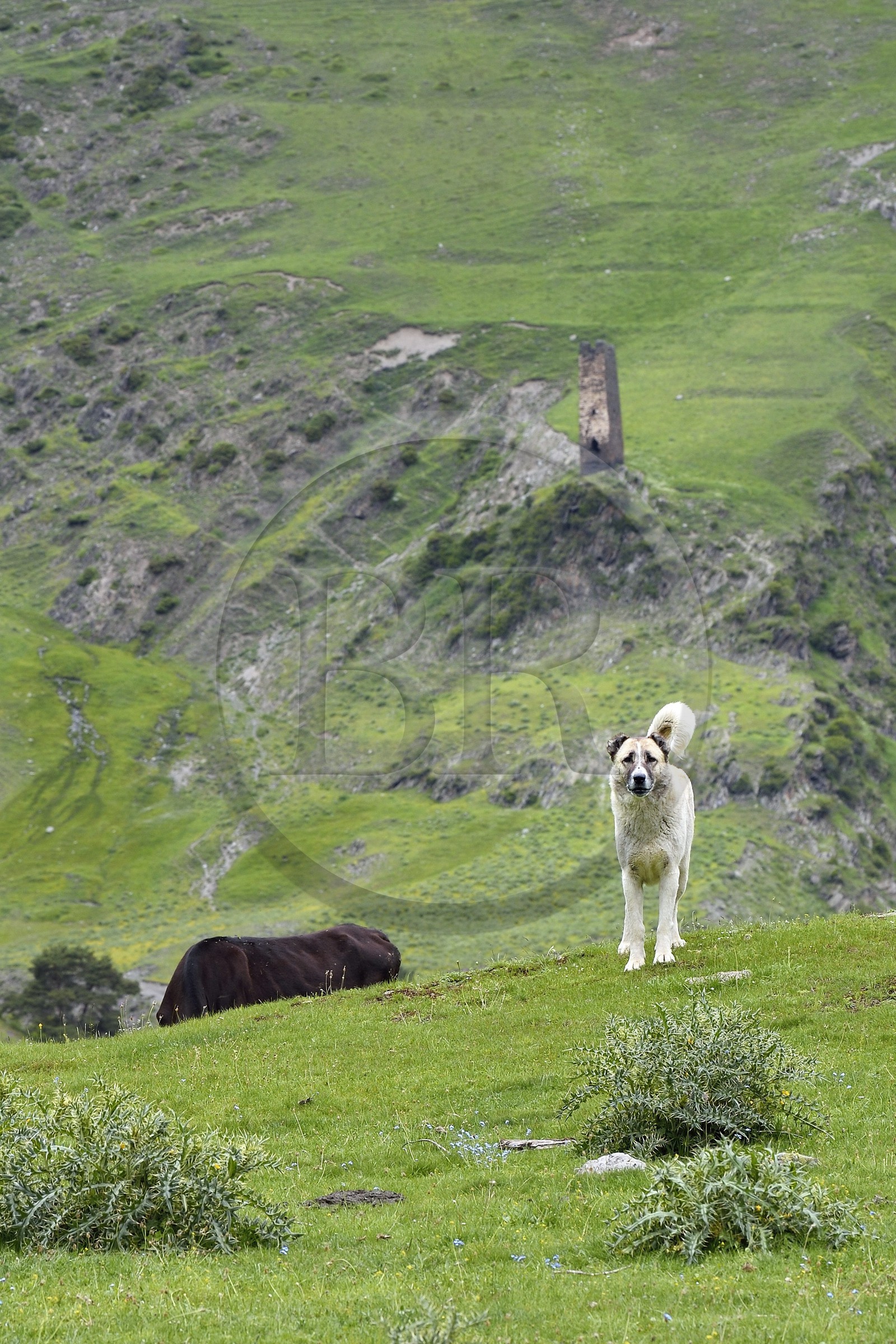 Géorgie, Kakheti, Parc national de Touchétie, vallée de la rivière Alazani dans les montagnes de Pirikiti, le chien Berger du Caucase est l'indispensable gardien de troupeaux