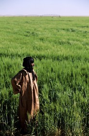 Libya, region of the desert, the Fezzan (Sahara), agricultural project of Berjouge on the Mourzouk Erg edge (desert)