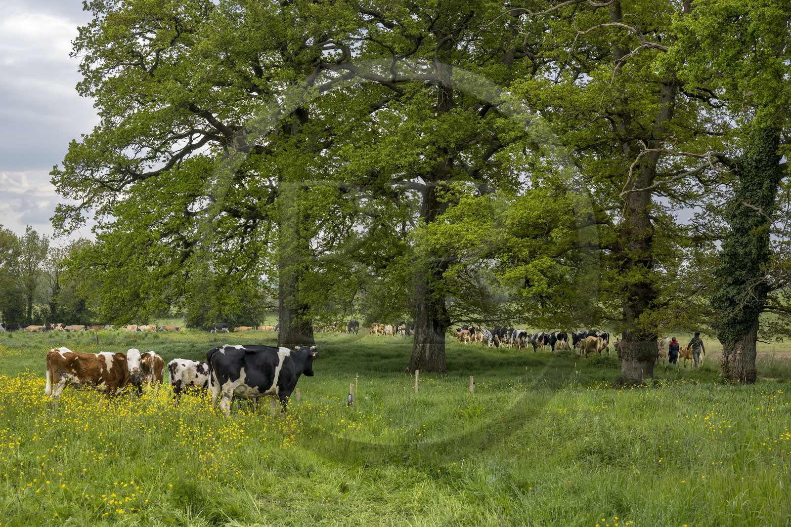 France, Vendée (85), Saint-Mesmin, ferme bio Epicoeur de la Rambaudière, les vaches partent au pré