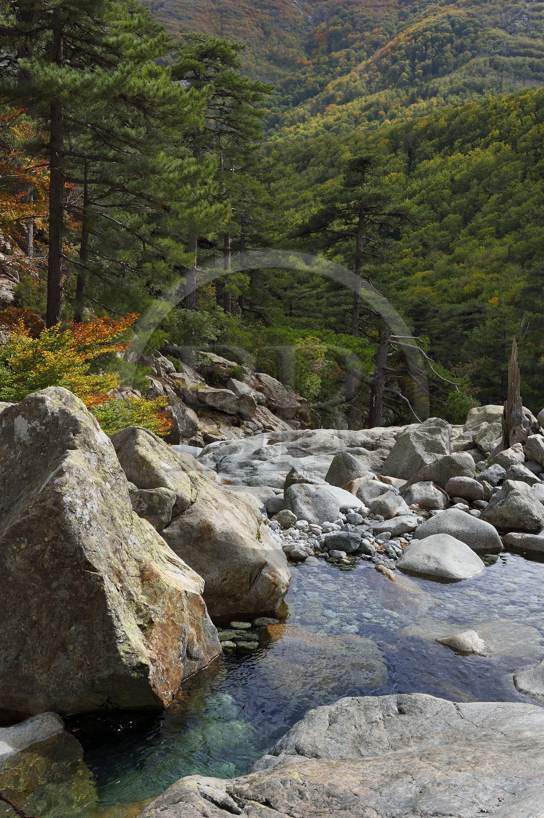 France, Haute-Corse (2B), Vivario, GR 20, étape entre le refuge de l'Onda et Vizzavona, foret de Vizzavona, les cascades des anglais, groupe de cascades dans la vallée de l'Agnone au pied du Monte d'Oro France, Haute-Corse (2B), Vivario, GR 20, étape entre le refuge de l'Onda et Vizzavona, foret de Vizzavona, les cascades des anglais, groupe de cascades dans la vallée de l'Agnone au pied du Monte d'Oro