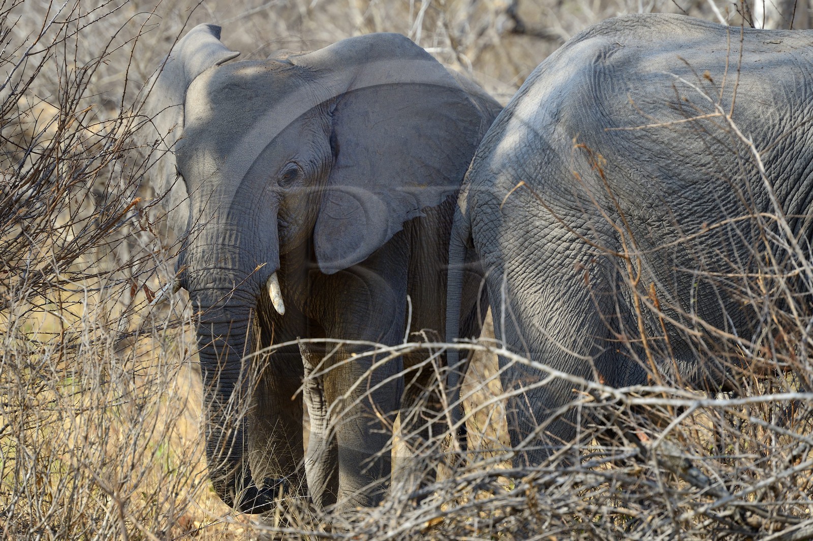 Zimbabwe, province de Matabeleland septentrional, parc national Hwange, éléphants sauvages d'Afrique (Loxodonta africana)