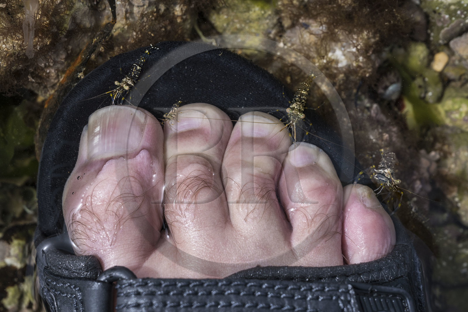 France, Charente Maritime, Oleron island, Saint Georges d'Oléron, on the Sables Vignier foreshore at low tide, common prawn (Palaemon serratus)