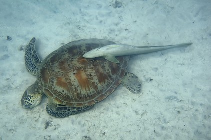 France, Mayotte island (French overseas department), Grande-Terre, Kani-Keli, N’Gouja beach, green sea turtle (Chelonia mydas) and a pilot fish live sharksucker (Echeneis naucrates) hanging on its shell