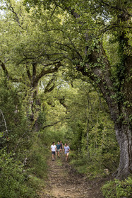 France, Var (83), Provence Verte, Bras, Académie du Bain de Forêt Provençale, forêt du domaine Le Peyrourier - une campagne en Provence