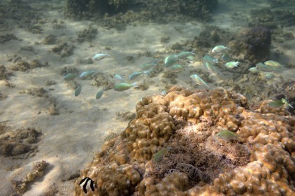 France, Ile de la Reunion, Côte Ouest, Saint-Gilles-Les-Bains (commune de Saint-Paul), le récif corallien du lagon de l'Ermitage (vue sous-marine)