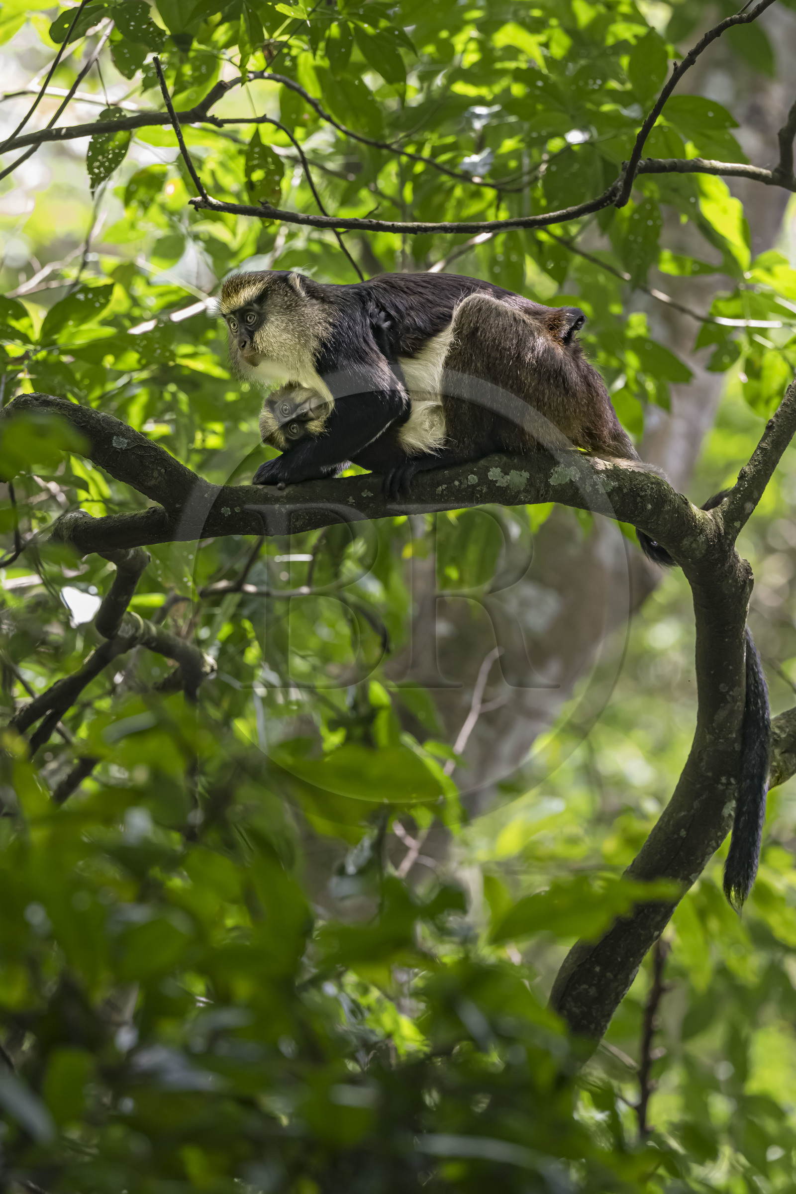 Rwanda, Province de l’Ouest, Nyakabuye, Parc national de Nyungwe, forêt tropicale humide naturelle de Cyamudongo, Cercopithèque de Dent (Cercopithecus denti) femelle avec son petit