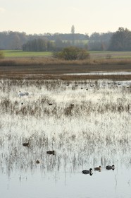 France, Indre, Berry, Parc Naturel Regional de la Brenne (Natural Regional Park of La Brenne), Purais pond, ducks and swans