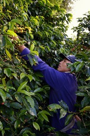 Panama, Chiriqui province, Boquete, Coffee Plantation Finca Lerida, coffee beans harvesting by a Native American Nägbe