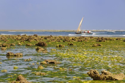 Tanzania, Zanzibar Archipelago, Unguja island (Zanzibar), southeast coast, Bwejuu, fishermen on a dhow (traditional Arab sailing vessels) passing the coral reef