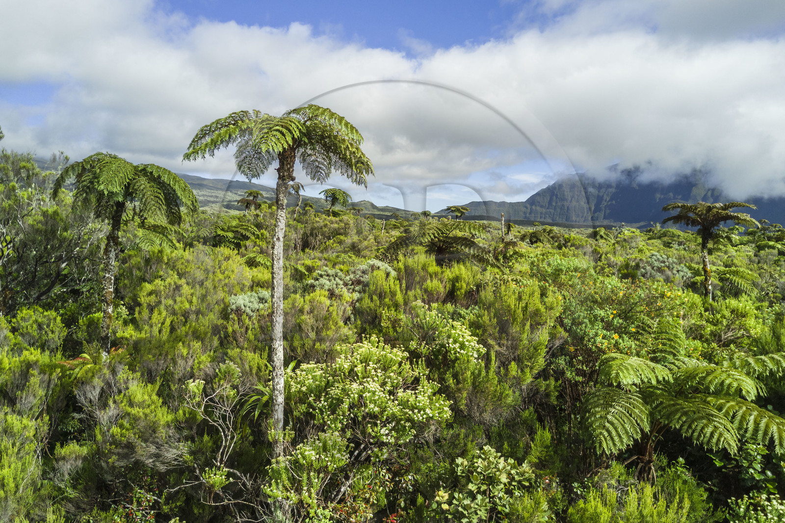 France, Ile de la Reunion, Parc National de la Réunion classé Patrimoine Mondial de l'UNESCO, La Plaine des Palmistes, forêt de Bébour, fougères arborescentes (Cyathea glauca) (vue aérienne)