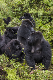Rwanda, Province du Nord, Parc National des Volcans dans la chaine des Monts Virunga, mont Karisimbi, gorilles des montagnes (Gorilla beringei beringei) du groupe Susa
