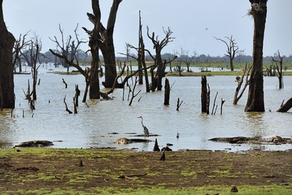 Sri Lanka, province d'Uva, Parc national d'Uda Walawe (Udawalawe National Park), les arbres morts sont immergés sous l'eau pendant les pluies de mousson, crocodiles et hérons cendrés (Ardea cinerea)