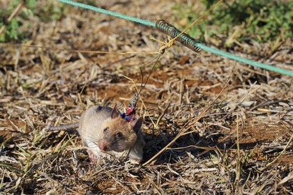 Tanzania, university of Morogoro, the Apopo detection rat technology for mines, rat trainig for detection of TNT on the field