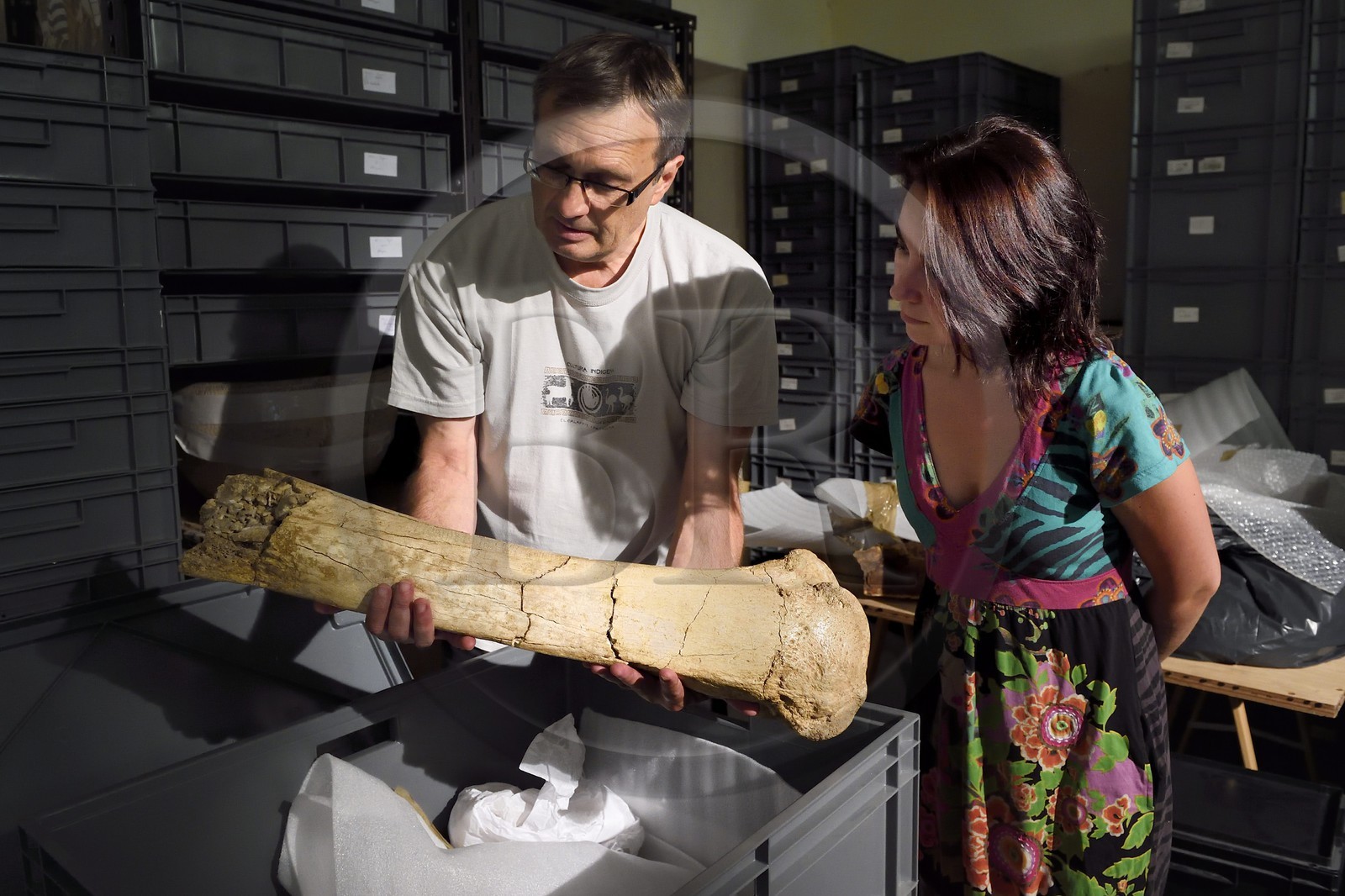 France, Dordogne (24), Périgord Noir, vallée de la Vézère, Les Eyzies-de-Tayac-Sireuil, site classé Patrimoine Mondial de l'UNESCO, Musée National de la Préhistoire, atelier de restauration, Stephane Madelaine (ingénieur des services culturels chargé des collections de faunes) présente un morceau de fémur de mammouth provenant d'Arcy-sur-Cure utilisé comme billot