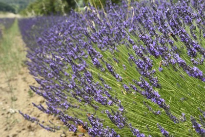 France, Vaucluse, Parc Naturel Regional du Luberon (Natural Regional Park of Luberon), lavender field