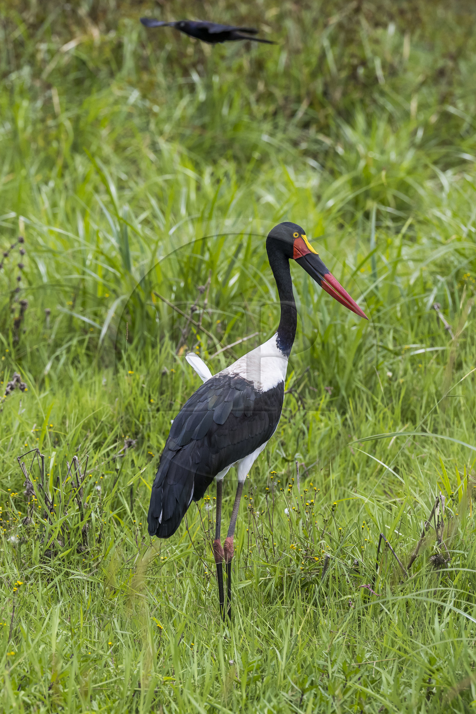 Rwanda, Parc national de l'Akagera, Jabiru d'Afrique ou Jabiru du Sénégal (Ephippiorhynchus senegalensis) femelle