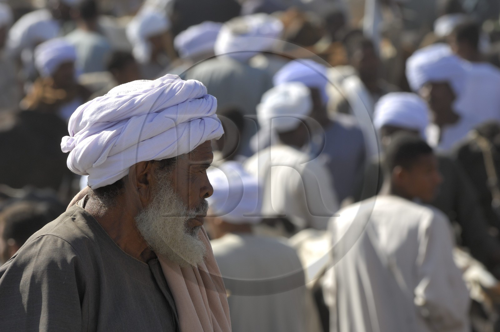 Egypte, Haute Egypte, Daraw au nord d'Assouan, marché aux animaux