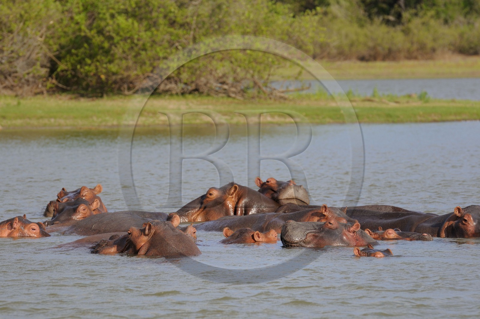 Tanzanie, Reserve de gibier de Selous une des plus grandes zones protégées au monde et inscrite sur la liste du patrimoine mondial de l’Unesco depuis 1982, hippopotames sur le lac Nzerakera formé par la rivière Rufiji