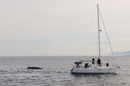 Canada, province de Québec, région de Manicouagan, Tadoussac, baleine à bosse dans le golf du Saint-Laurent
