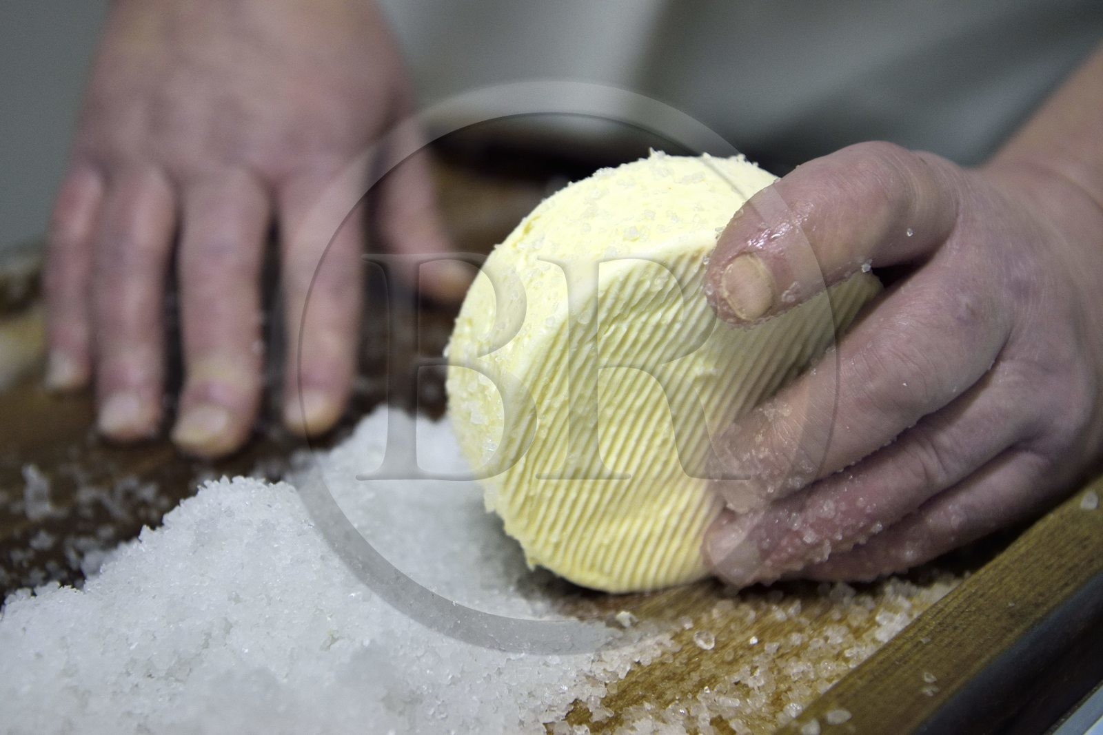 France, Haut-Rhin (68), Wasserbourg, Ferme-auberge Buchwald, le marcaire Michel Wehrey à la fabrication du fromage de munster AOP (lait de vache), salage du munster qui a 24 heures