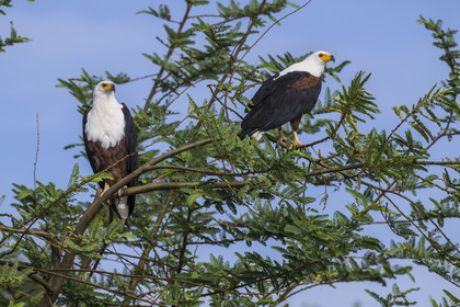 Rwanda, Parc national de l'Akagera, lac Ihema, Aigle pecheur d'Afrique ou Pygargue vocifer (Haliaeetus vocifer)