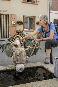 France, Lozere, Luc, hiking with a donkey on the Robert Louis Stevenson Trail (GR 70), the donkey Anatole drinks from the fountain