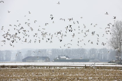 France, Ille-et-Vilaine (35), le polder du Mont-Saint-Michel, mouettes et canards