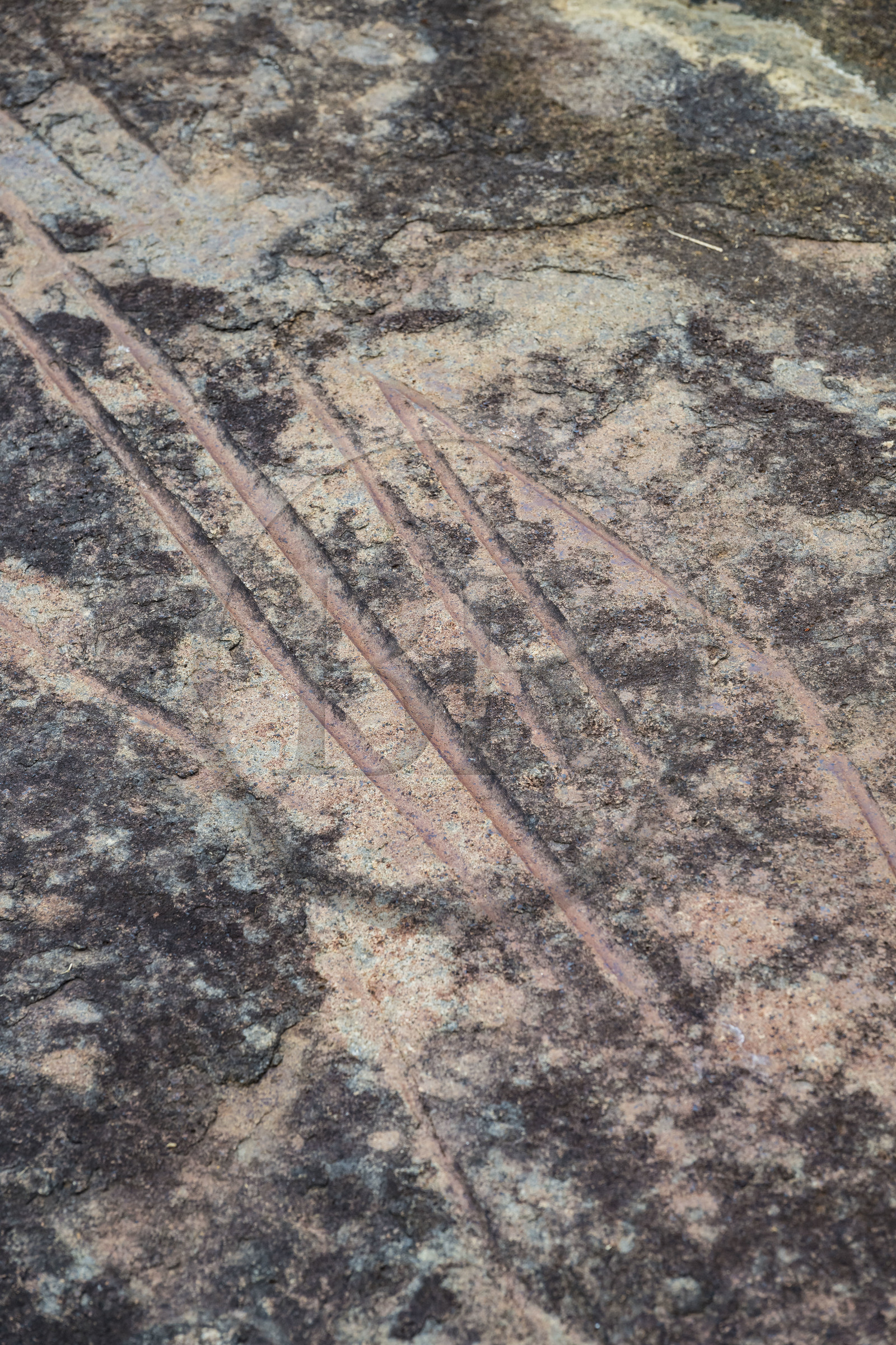 France, Guyane, Kourou, Iles du Salut, Ile Royale, polissoirs amérindiens de la période précolombienne