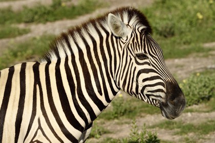Namibie, région de Oshikoto, Parc National d'Etosha, zèbre de Burchell (Equus burchellii)