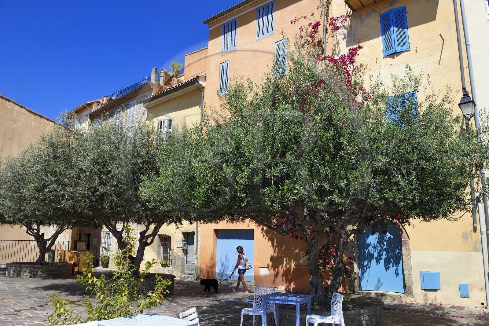 France, Var (83), Hyères, place Rabaton avec de beaux oliviers centenaires et des bougainvilliers grimpant sur les murs France, Var (83), Hyères, place Rabaton avec de beaux oliviers centenaires et des bougainvilliers grimpant sur les murs