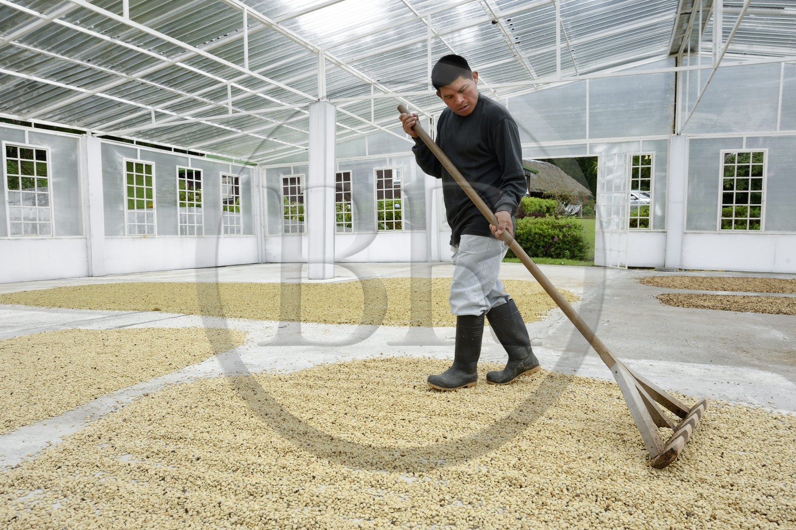 Panama, province de Chiriqui, Boquete, plantation de café Finca Lerida, sechage des grains de café sous abri