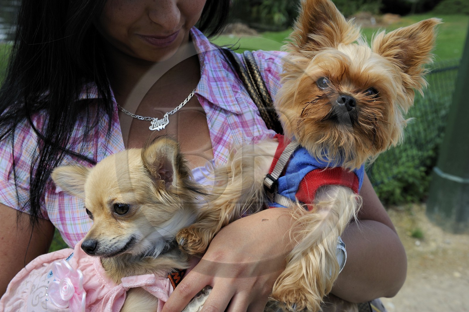 France, Paris (75), le Bois de Boulogne, promenade des chiens France, Paris (75), le Bois de Boulogne, promenade des chiens