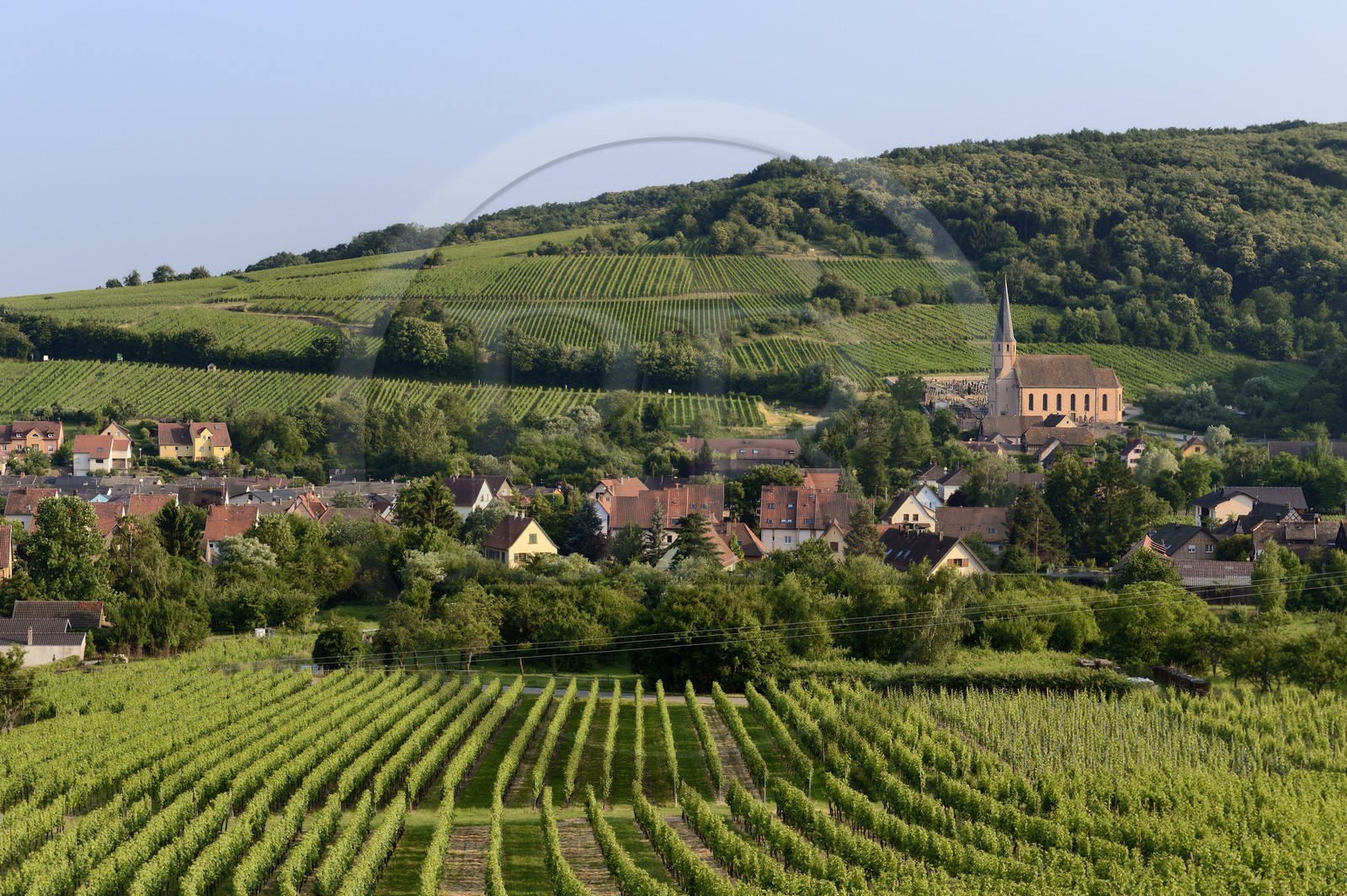 France, Bas-Rhin (67), Route des Vins d'Alsace, Andlau, la chapelle Saint-André et le vignoble