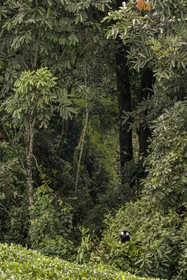 Rwanda, Province de l’Ouest, Gisakura, Parc national de Nyungwe, Colobe de Ruwenzori (Colobus angolensis ruwenzorii) pendant un safari à pied dans la forêt tropicale humide naturelle