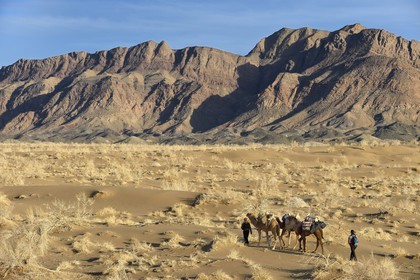 Iran, Province d'Ispahan, désert du Dasht-e Kavir, Mesr dans la région de Khur et Biabanak, caravane de dromadaires lors d'une randonnée chamelière au pied de la chaine de montagne de Dareh bidan