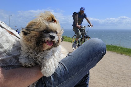 France, Seine-Maritime (76), la commune de Sainte-Adresse prolonge Le Havre par la côte, chien en villégiature